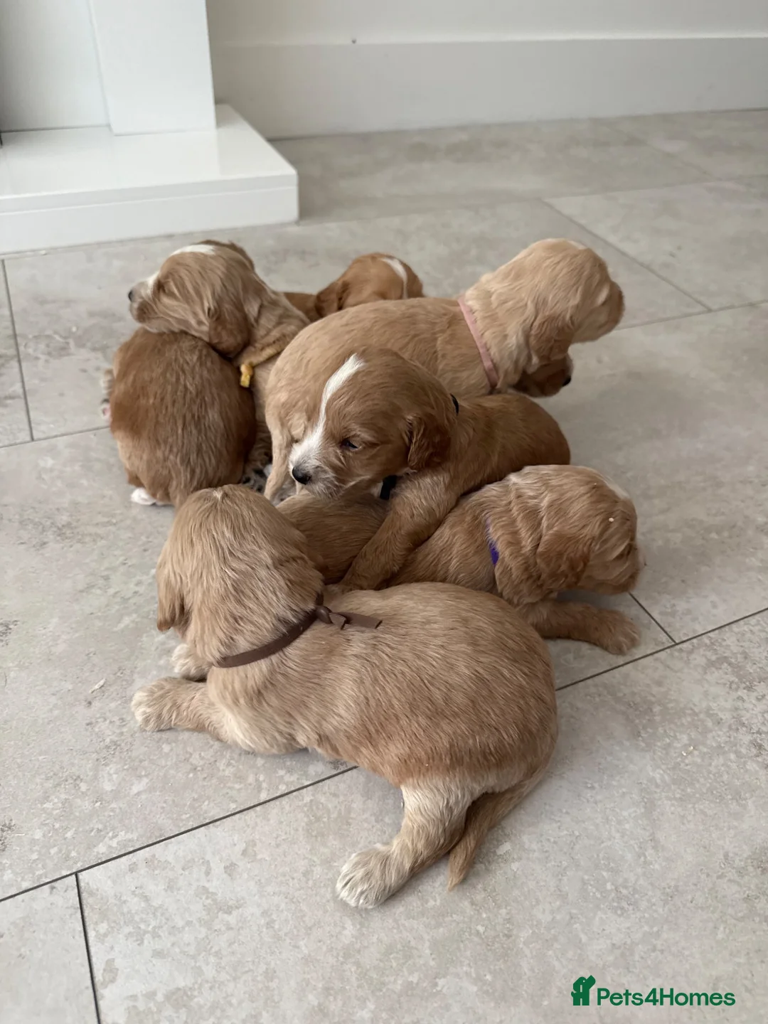 Cockapoo dogs for sale: last one left f1 cockapoo boy in Esher - Advert 7