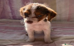 Chihuahua dogs for sale: Chihuahua cross King Charles  - Image 8