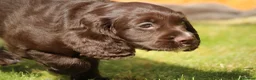 Cocker Spaniel dogs for sale: KC Reg Working Cocker Spaniels  - Advert 13