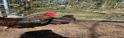 Mixed Breed livestock for sale: Orpington,Brahma,Wyandotte,Polish,Barnevelder Eggs - Advert 7