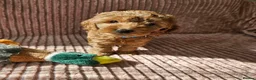 Cockapoo dogs for stud: Proven F1 Cockapoo stud available- health tested - Advert 3