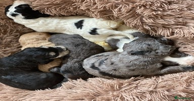 Miniature Poodle dogs in Brentwood - Advert 9