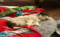 Shih Tzu dogs for sale: 🐾 Beautiful Shih Tzu Puppy - Advert 1