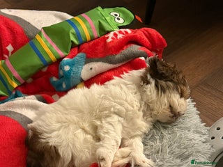 Shih Tzu dogs for sale: š¾ Beautiful Shih Tzu Puppy - Advert 1