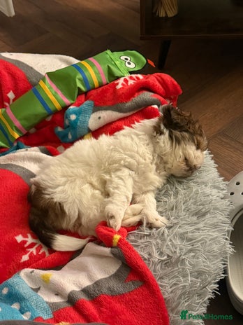 Shih Tzu dogs 🐾 Beautiful Shih Tzu Puppy - Advert 1