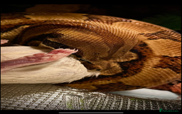 Boa Snake reptiles for sale: Dakota, 6ft female boa constrictor - Advert 2