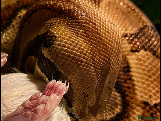 Boa Snake reptiles 6ft female dwarf boa WITH FULL SETUP - Advert 4