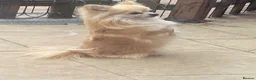 Pomchi dogs for sale: Chihuahua and pomchi for rehome - Advert 3