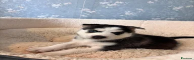 Kai 
