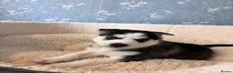 Siberian Husky dogs for sale: Stunning Siberian Huskies  in Sheffield - Advert 26