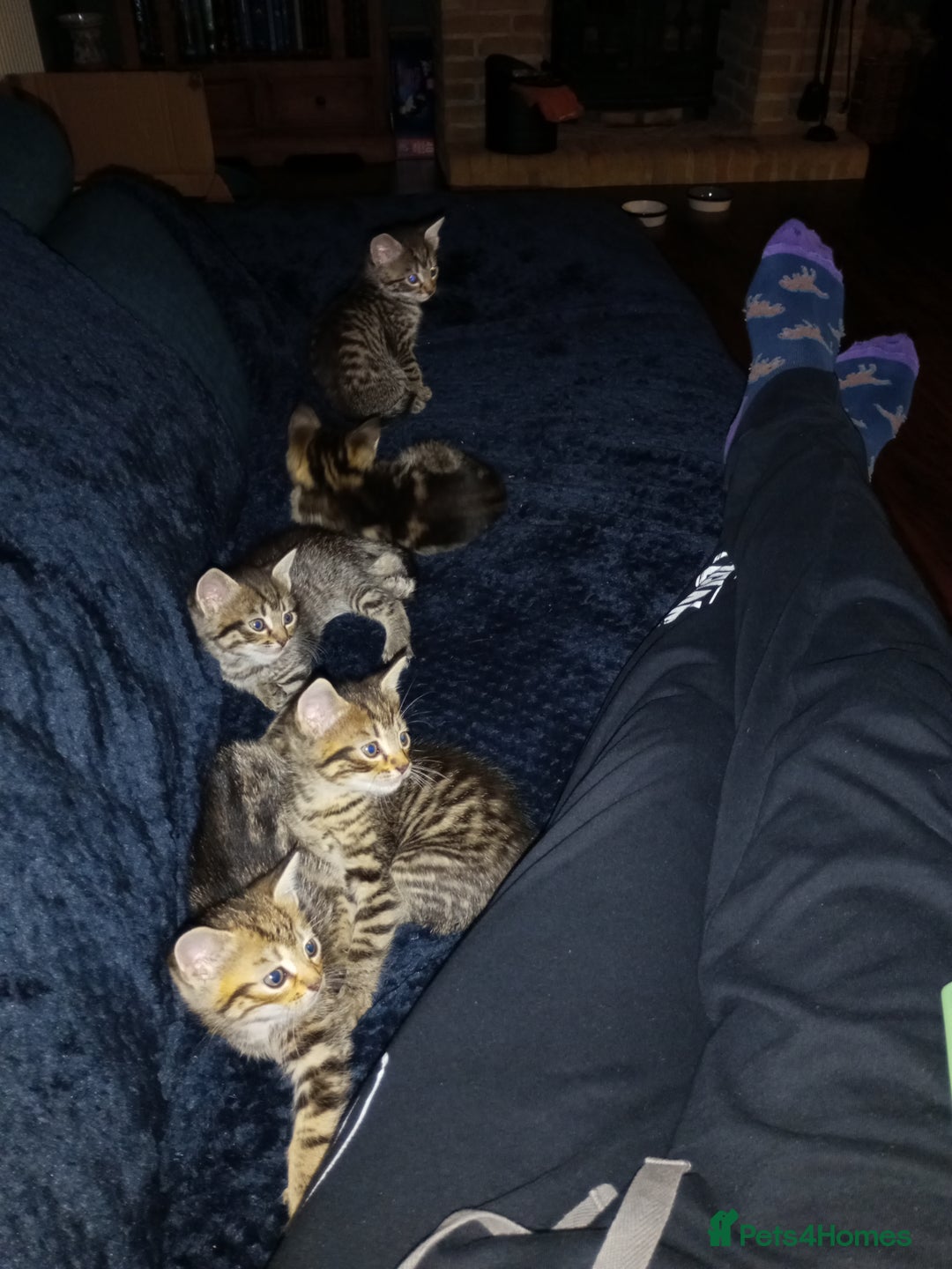Domestic Shorthair cats for sale: Three female Domestic Shorthair - Image 7