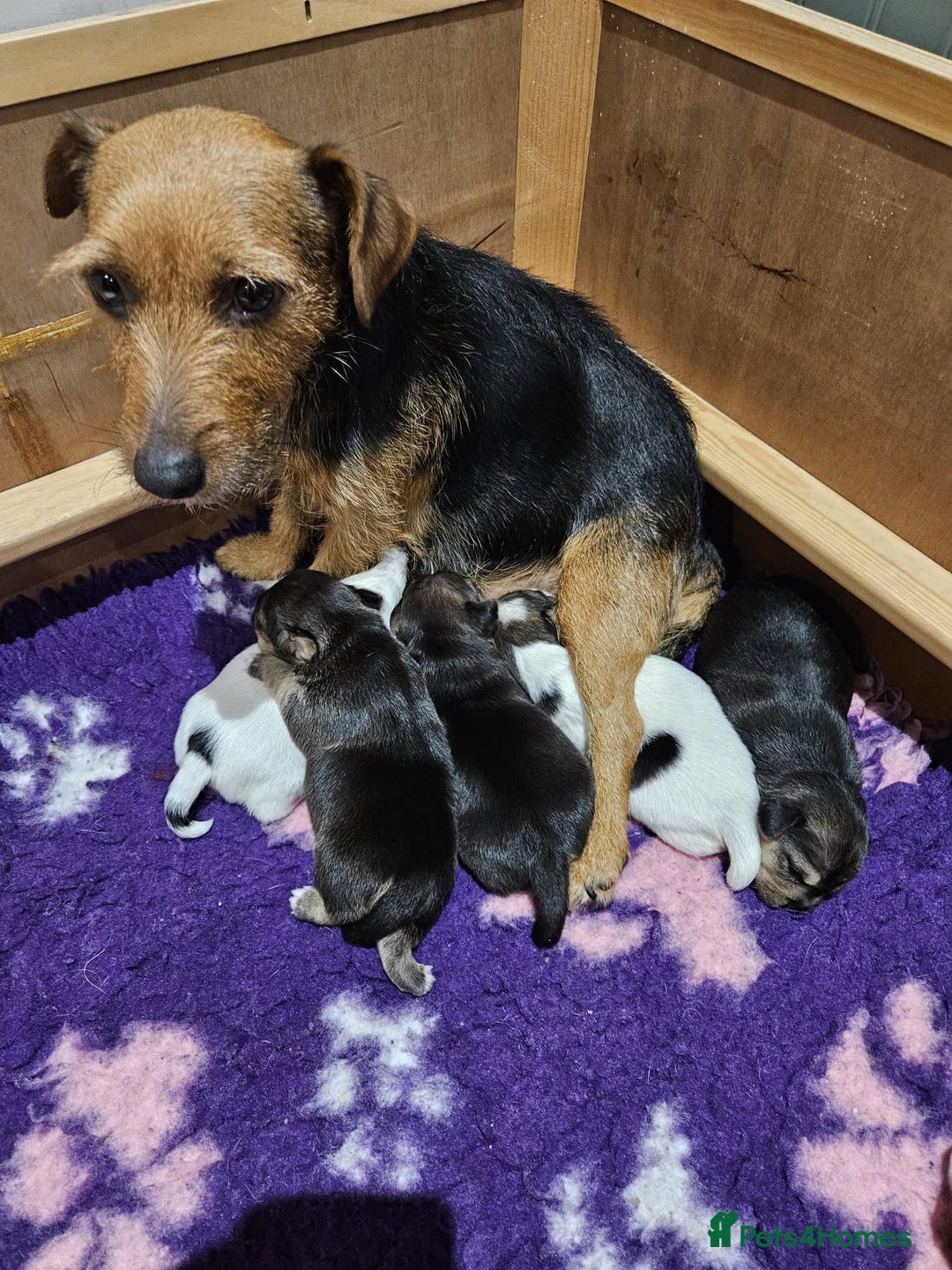 Mixed Breed dogs for sale: Jack Russell cross - Advert 6