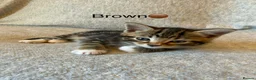 Mixed Breed cats for sale: Adorable Fluffy Tabby Kittens Ready For New Home!! in Skelmersdale - Advert 3