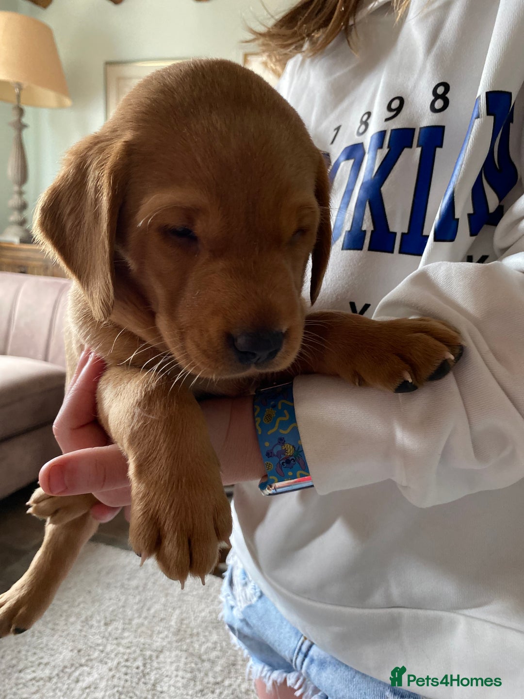 Labrador Retriever dogs for sale: Labradore puppies for sale  in Warwick - Image 6