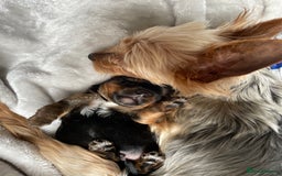 Yorkshire Terrier dogs for sale: Gorgeous Tiny Yorkshire terrier puppy  - Image 6