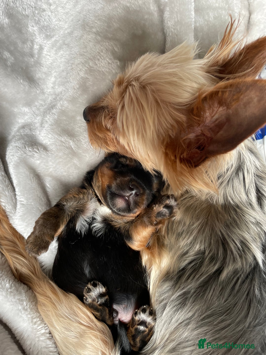 Yorkshire Terrier dogs for sale: Gorgeous Tiny Yorkshire terrier puppy  - Image 6