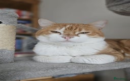 Mixed Breed cats for adoption: Male Rescue Cat for Indoor Adoption - Image 4