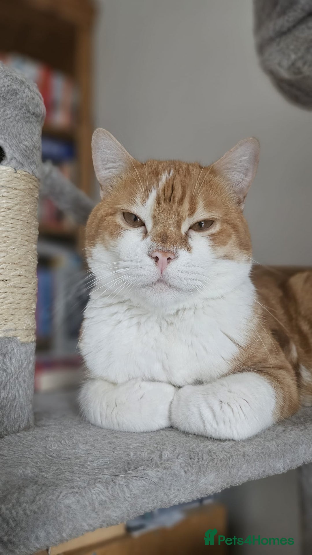 Mixed Breed cats for adoption: Male Rescue Cat for Indoor Adoption - Image 4