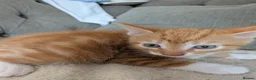 Mixed Breed cats for sale: Kittens for sale - Advert 4