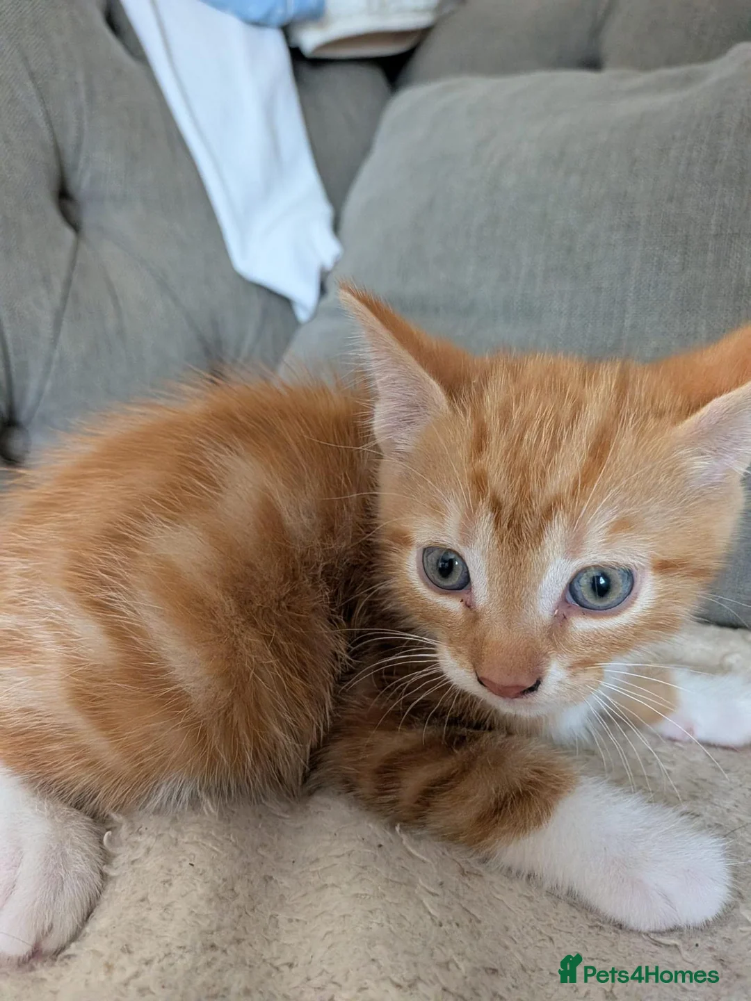 Mixed Breed cats for sale: Kittens for sale - Advert 4