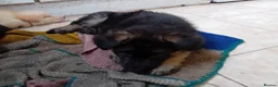 German Shepherd dogs for sale: Male German shepherd  - Advert 4