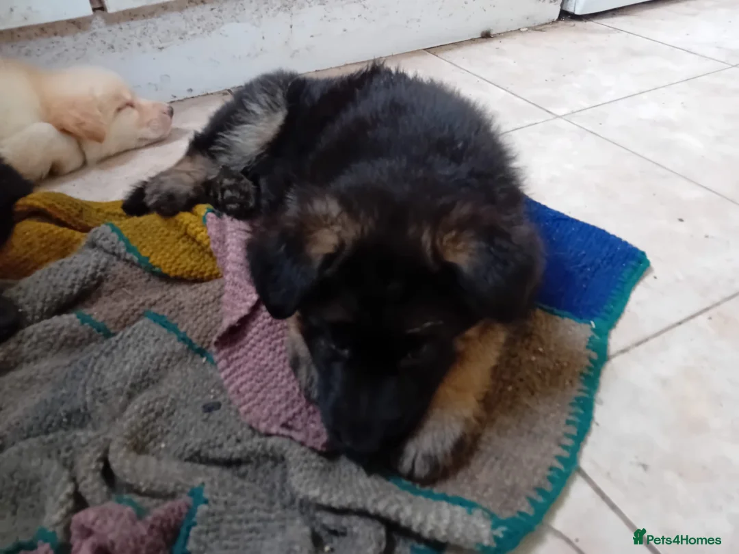 German Shepherd dogs for sale: Male German shepherd  - Advert 4