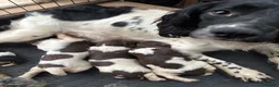 English Springer Spaniel dogs for sale: Working Springer Spaniels in Stockton-on-Tees - Advert 6