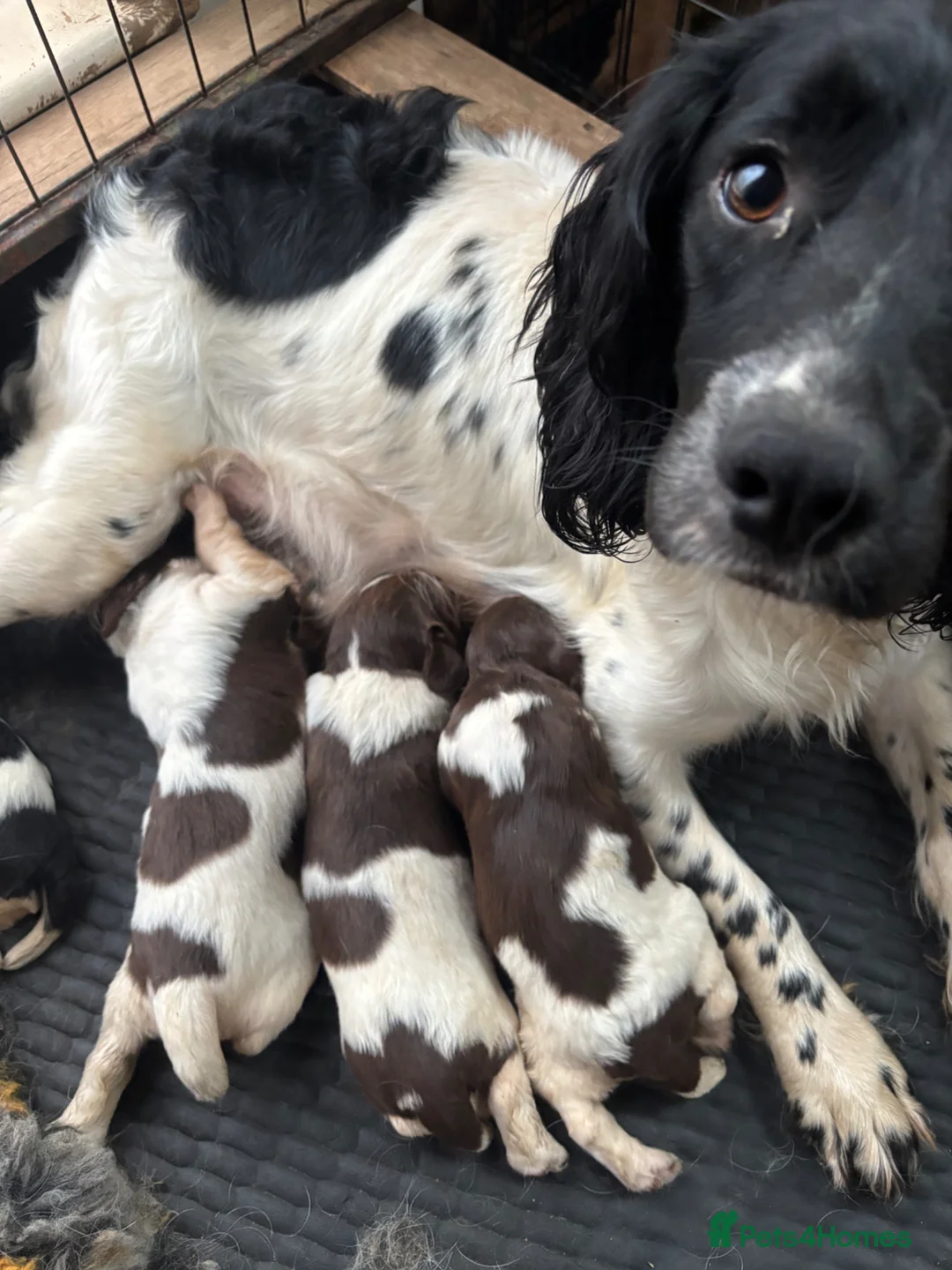 English Springer Spaniel dogs for sale: Working Springer Spaniels in Stockton-on-Tees - Advert 6