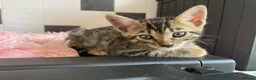 Bengal cats for sale: Gorgeous TICA Registered Bengal Kittens - Advert 16