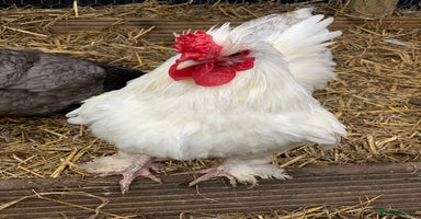 Chickens poultry - Advert 4