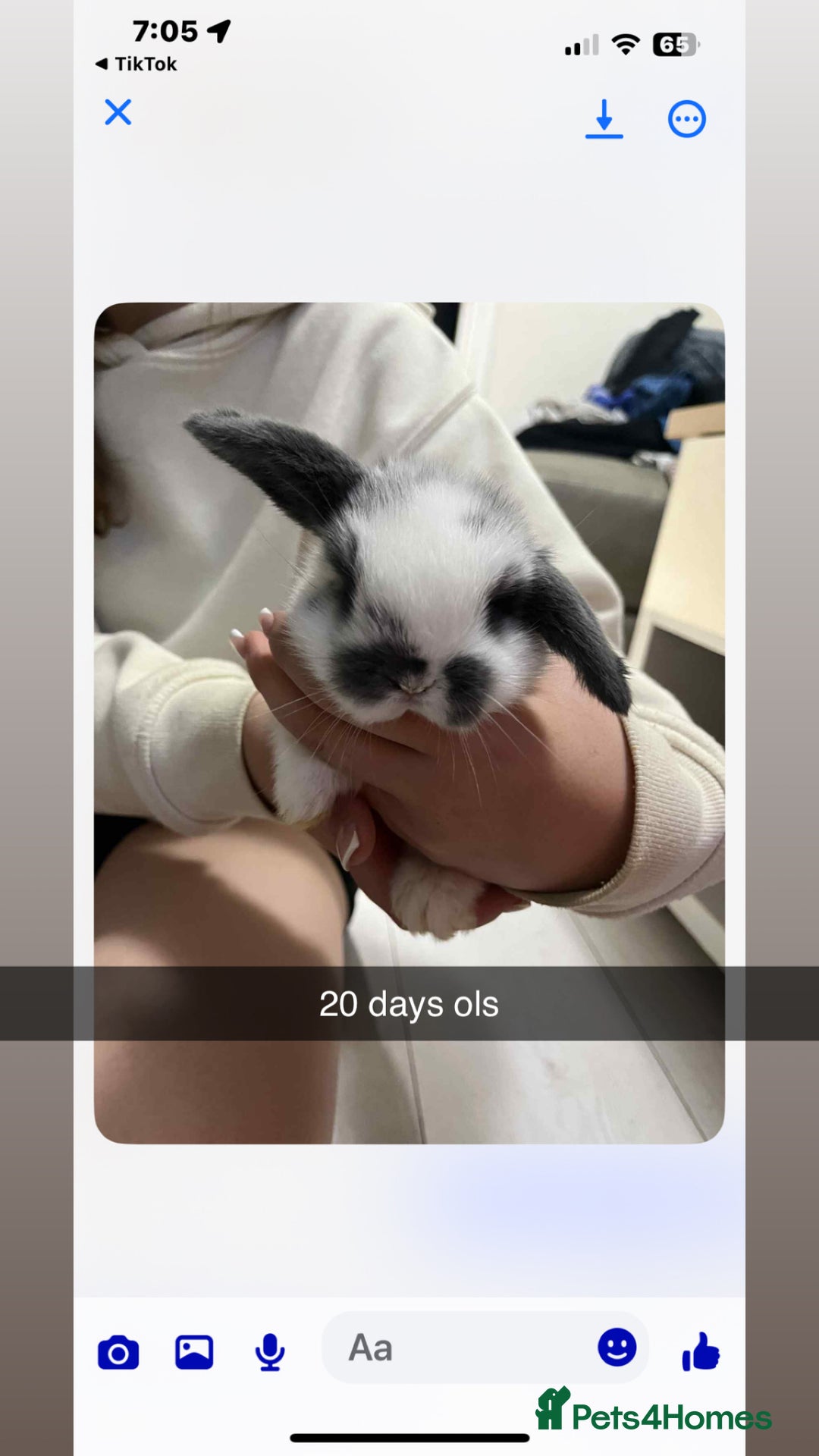 Mini Lop rabbits for sale: 2 baby mini lop bunnies  - Image 2