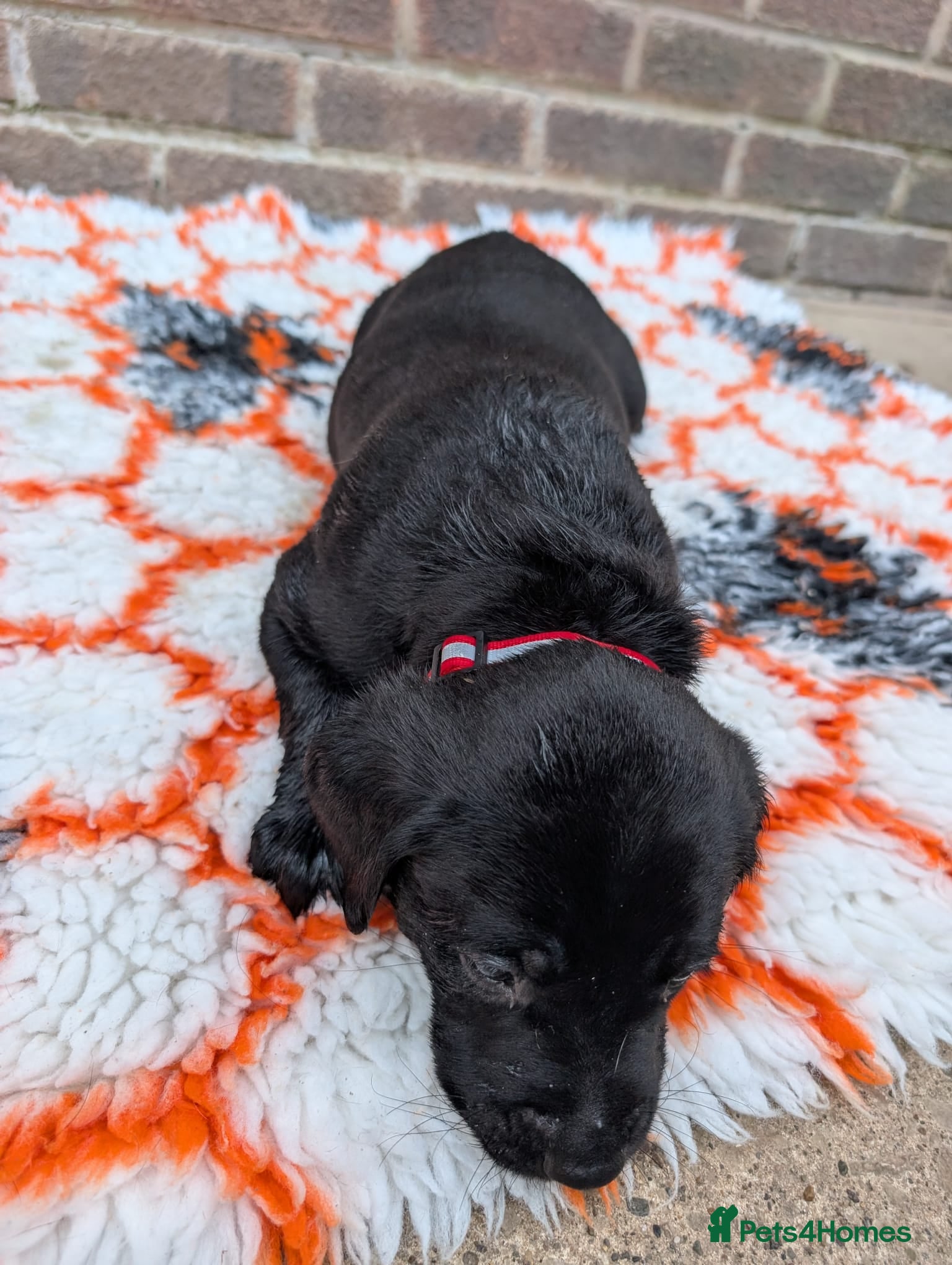 Labrador Retriever dogs for sale: Exceptionally well bred KC reg Working Labradors - Advert 16