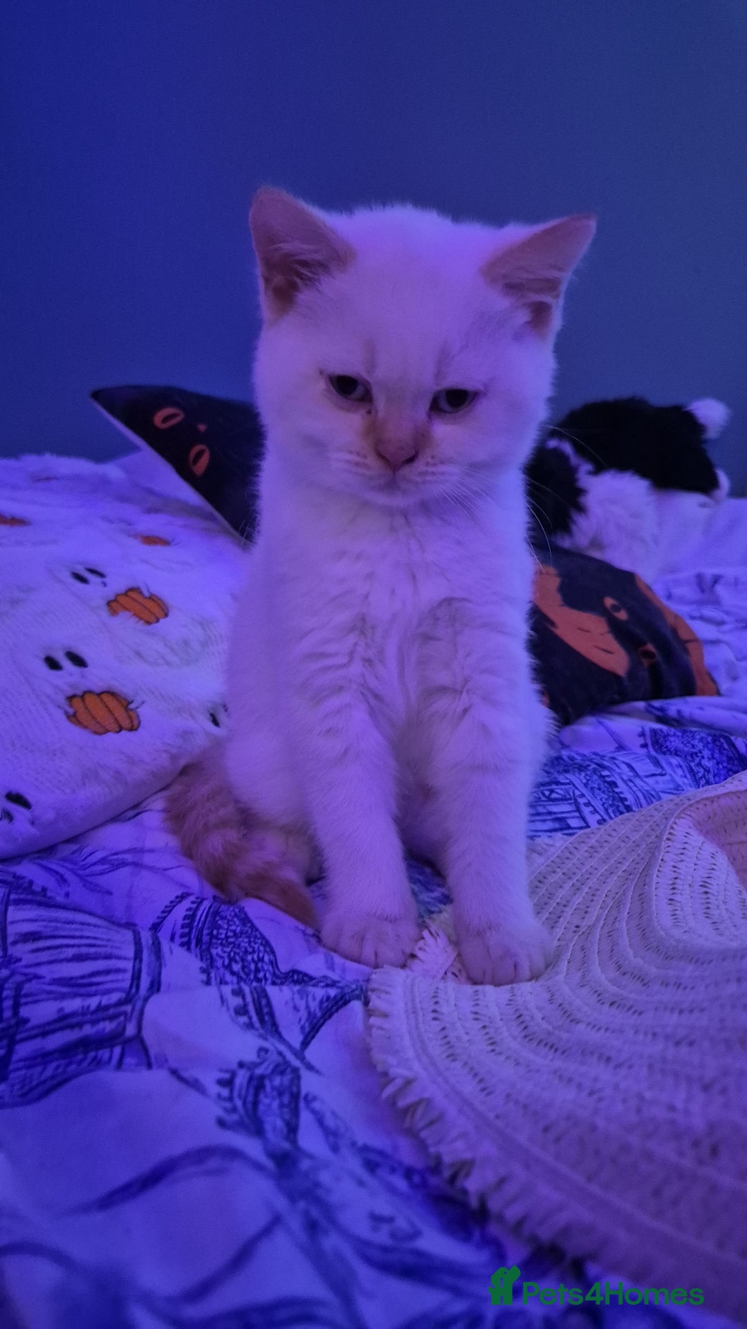 British Shorthair cats for sale: (💙LAST WHITE KITTEN🤍) Stunning Pure BSH kittens  - Advert 3