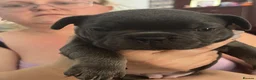 French Bulldog dogs for sale: All girls  - Advert 8