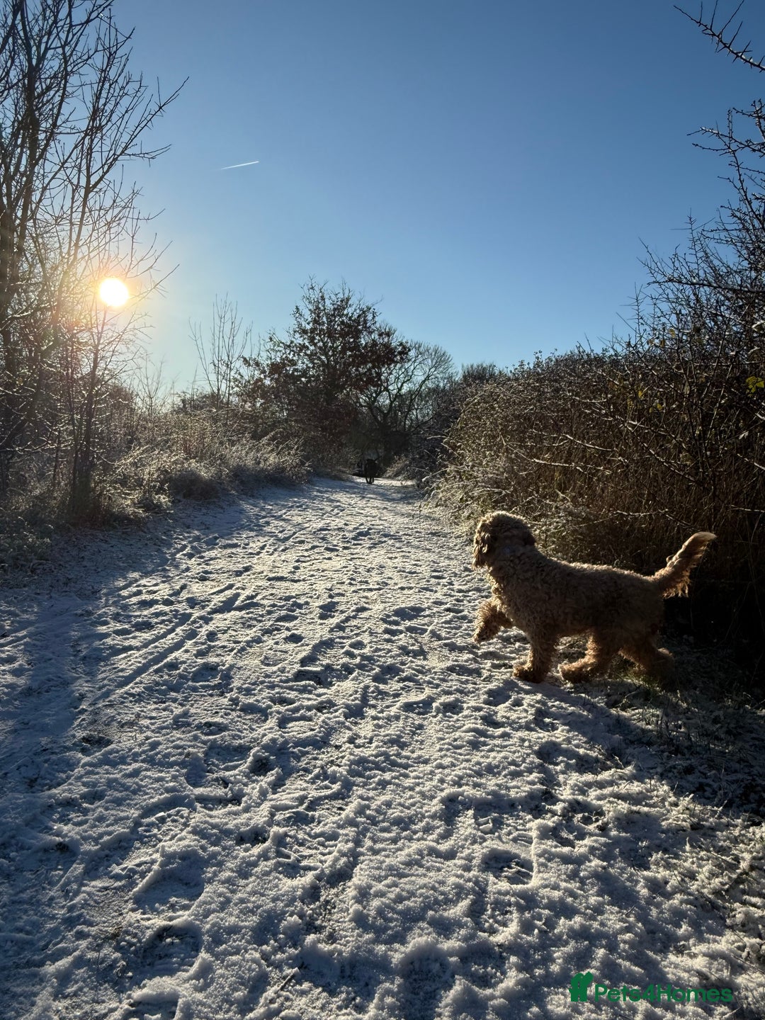 Mixed Breed dogs for sale: Doxiepoo puppies  - Advert 8