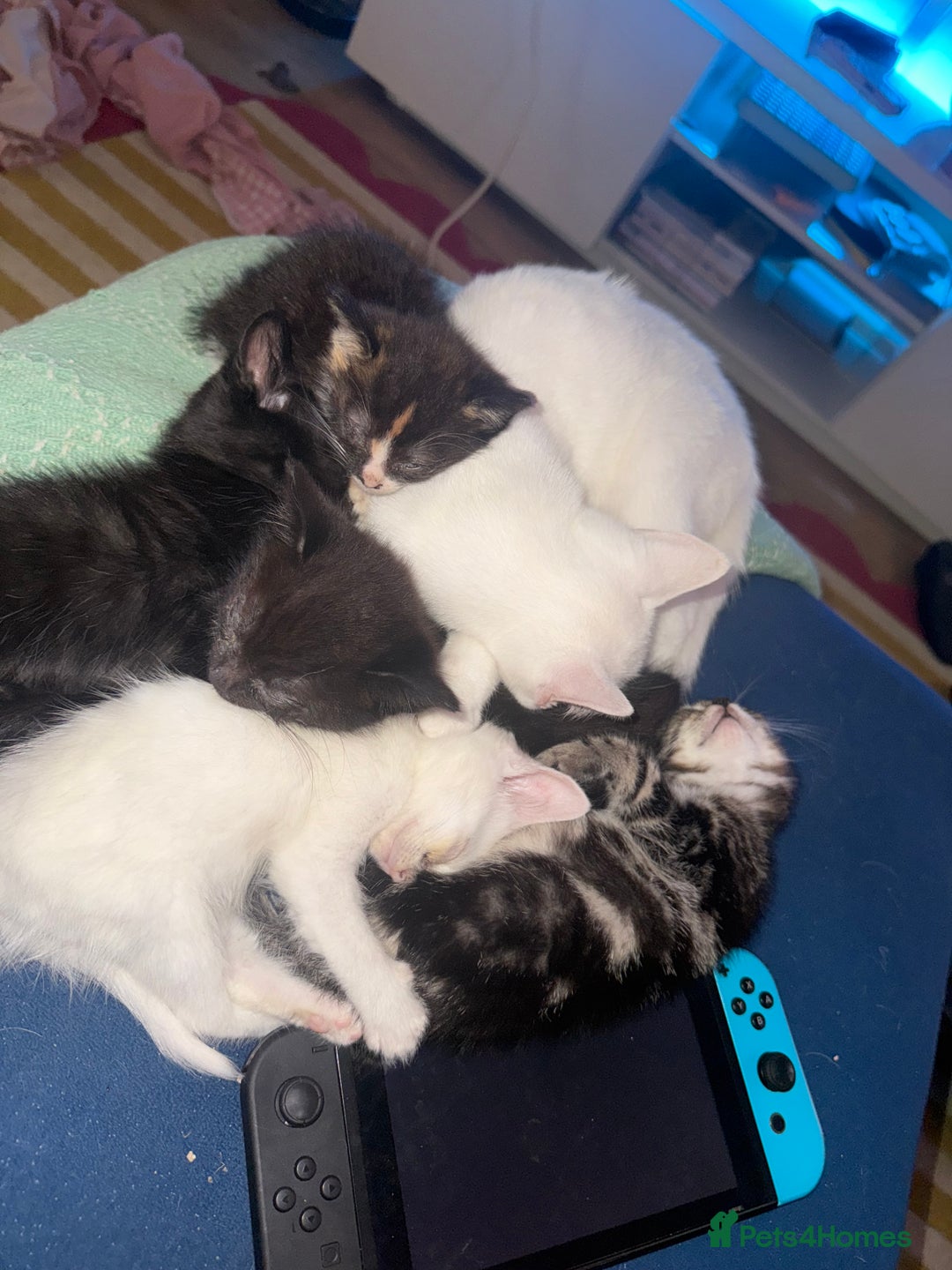 Domestic Shorthair cats for sale: Beautiful kittens for sale - ready to leave now  - Image 7