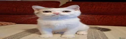 British Shorthair cats for sale: Ready to leave! 🐱 - Advert 9