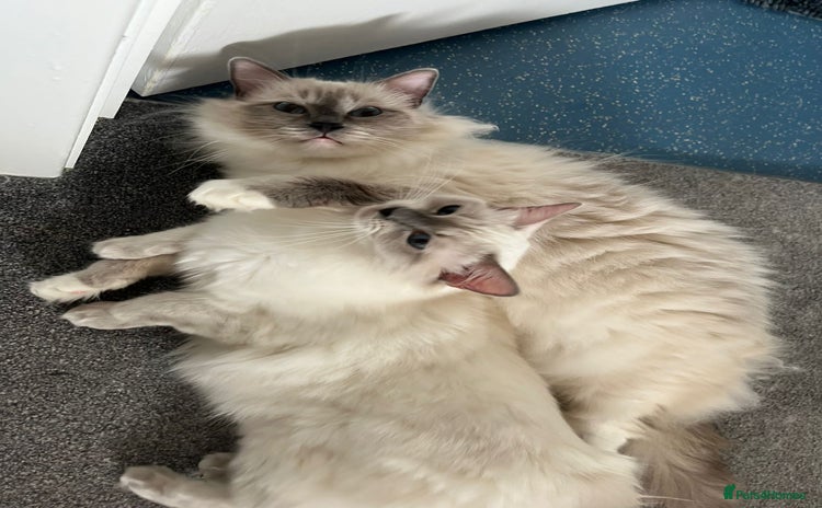 Ragdoll cats - Advert 5