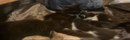 Mixed Breed cats for sale: Kittens for sale  - Advert 13
