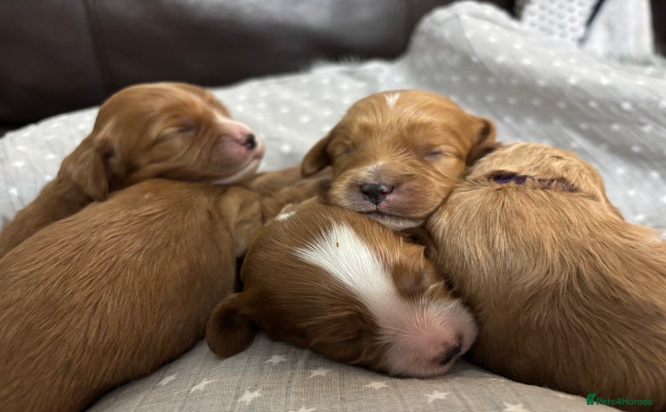 Cavapoo dogs Gorgeous F1 Cavapoo puppies. Health tested parents - Advert 11