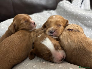 Cavapoo dogs Gorgeous F1 Cavapoo puppies. Health tested parents - Advert 8