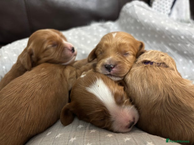 Cavapoo dogs Gorgeous F1 Cavapoo puppies. Health tested parents - Advert 11