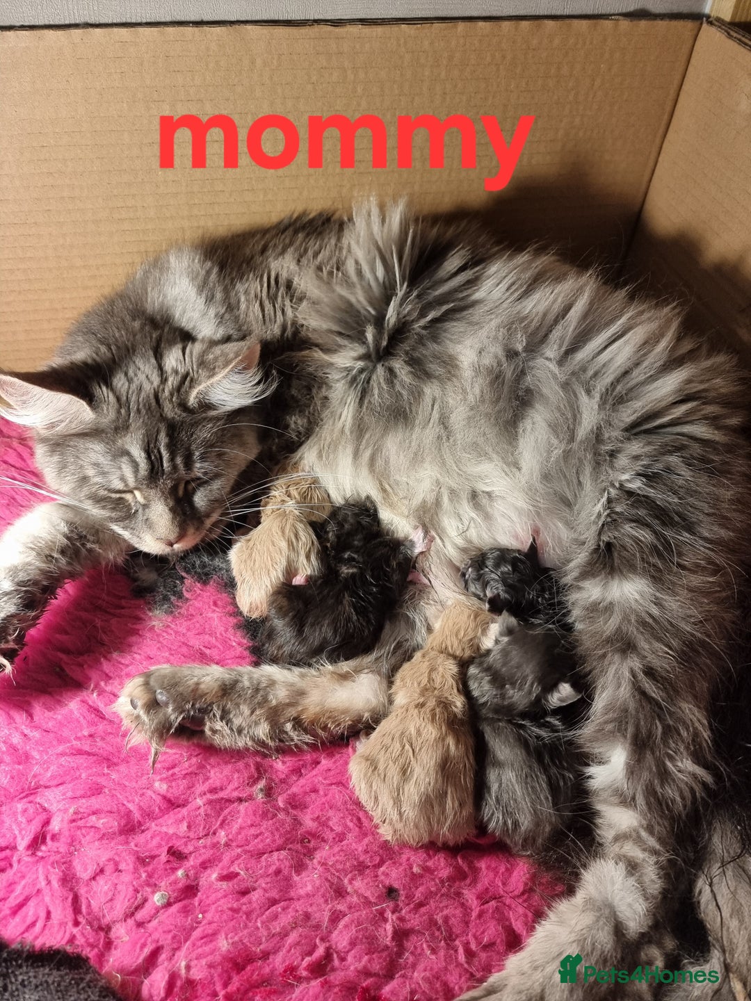 Maine Coon cats for sale: Mainecoon babies - Image 8