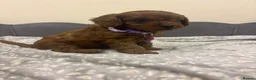 Cavapoo dogs for sale: Stunning F1 Toy Cavapoo Pups - Advert 15