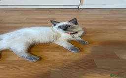 Ragdoll cats for sale:  Ragdoll kittens  - Image 9