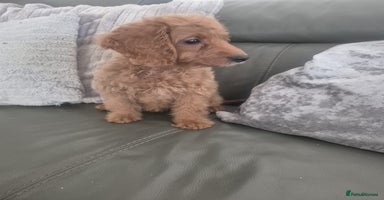 Cockapoo dogs - Advert 11