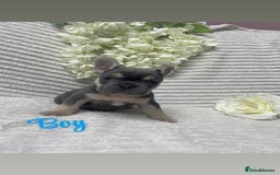 French Bulldog dogs for sale: 🐾 French Bulldog Puppies, Lola & Luna Litters 🐾 - Image 4
