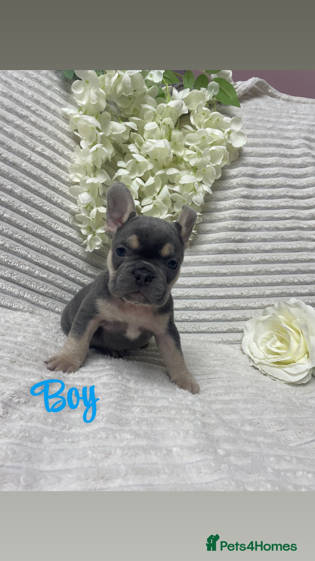 French Bulldog dogs for sale: 🐾 French Bulldog Puppies, Lola & Luna Litters 🐾 - Image 4