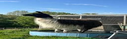 Llama livestock for sale: Gorgeous male llama Pablo - Advert 1
