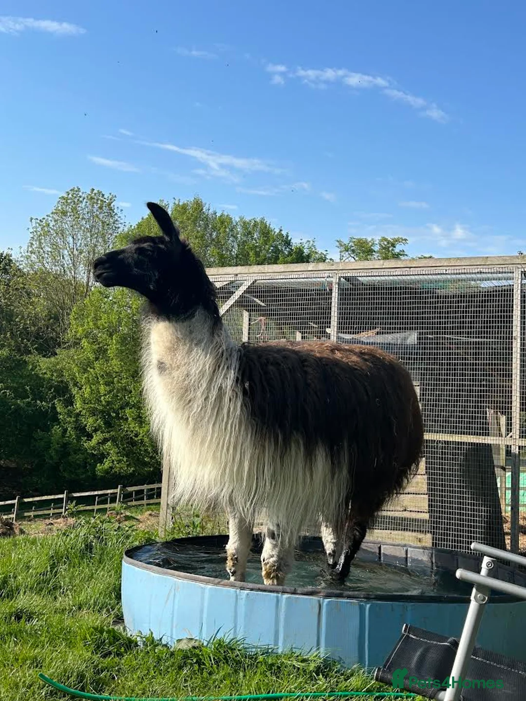 Llama livestock for sale: Gorgeous male llama Pablo - Advert 1